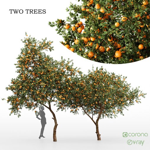 Orange fruit 2tree 3d model Download Maxve
