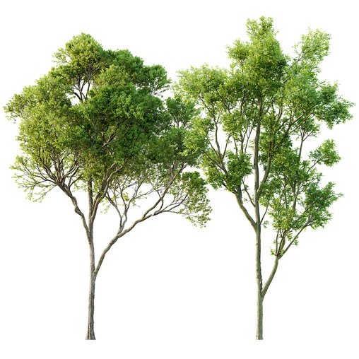 spring trees Acer Pseudoplatanus and Celtis Australis 3d model Download Maxve