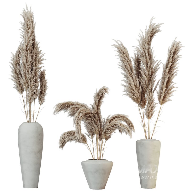 HQ HousePlants Decorative Miscanthus Pampas Dried Branches Pampy