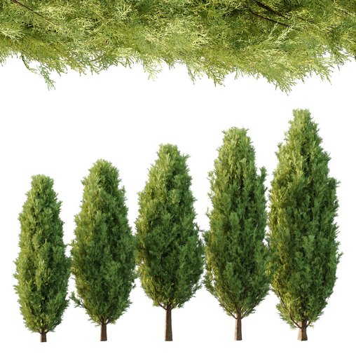 Italian Cypress Tree 30 3d model Download Maxve