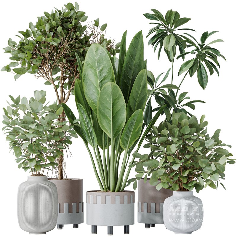 Indoor plants set 110 Eucalyptus Bouquet and Ficus Beliza