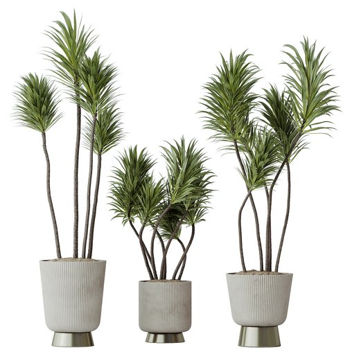 HQ HousePlants Spineless Yucca Aloifolia Rostrata Palm Desmetiana Set02 3d model Download Maxve