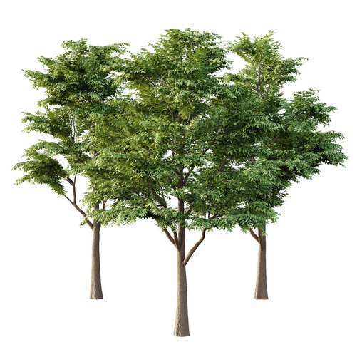 fraxinus excelsior Tree05 3d model Download Maxve