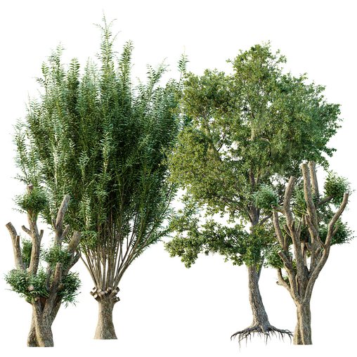 Pollard willow and Angel Oak Live Tree Spanish Moss 3d model Download Maxve