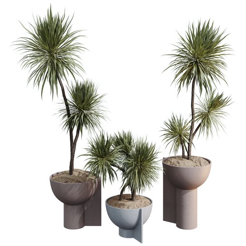 HQ HousePlants Spineless Yucca Aloifolia Rostrata Palm Desmetiana Set03 3d model Download Maxve