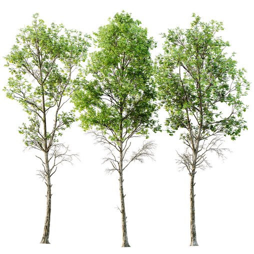 spring trees Fagus Sylvatica 3d model Download Maxve