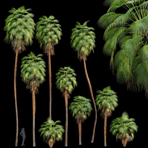 Mexican Fan Palm Washingtonia Robusta 9 trees 3d model Download Maxve