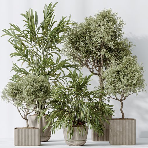 Indoor plants set 109 Dypsis Lutescens Areca Palm and Mission Kalamata Chemlali Olive 3d model Download Maxve