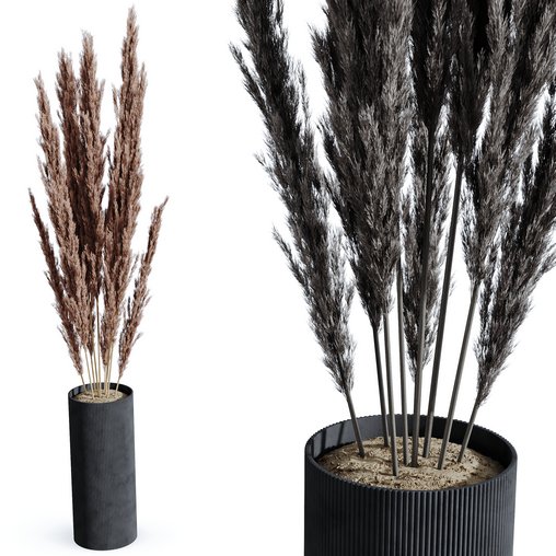 HQ HousePlants Decorative Miscanthus Pampas Dried Branches Pampy02 3d model Download Maxve