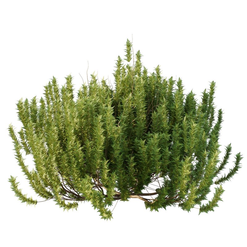 Cypress Bush 08 3d model Download Maxve