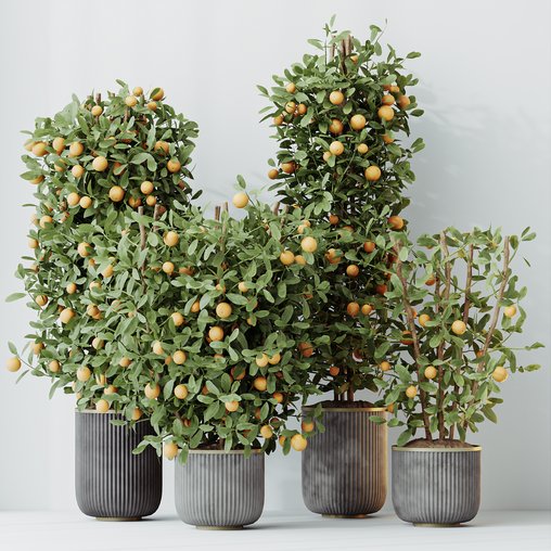 HQ HousePlants Mandarin Citrus Fruit Bosnai China Orange Tree Set02 3d model Download Maxve