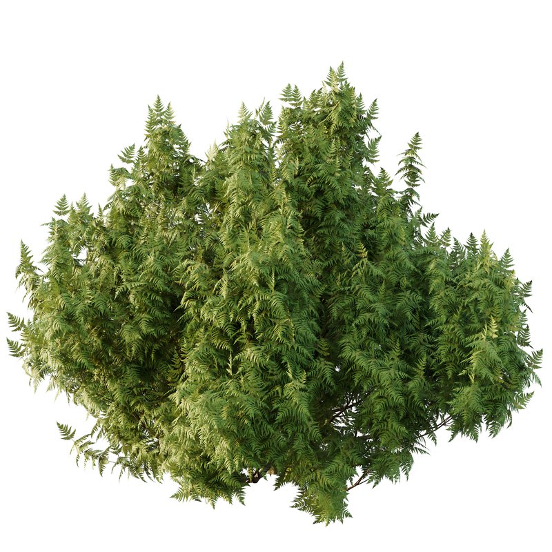 Cypress Bush 07 3d model Download Maxve