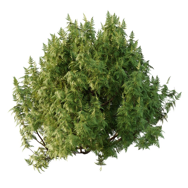 Cypress Bush 07 3d model Download Maxve