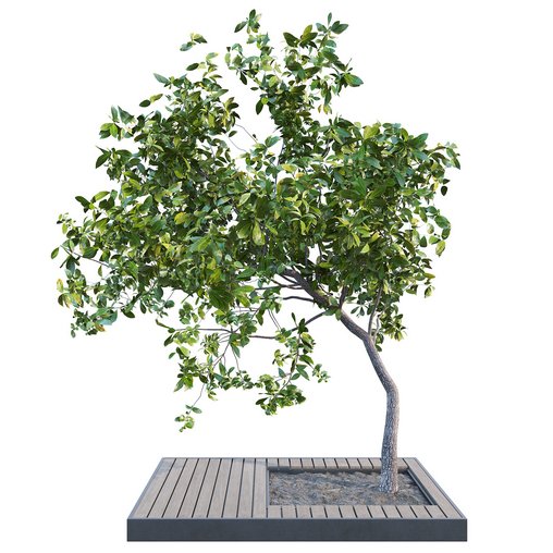 Outdoor Plant 04 3d model Download Maxve