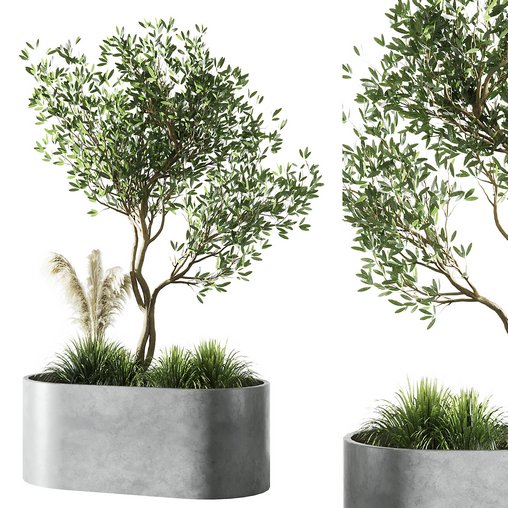 Indoor Olive Tree Set20 3d model Download Maxve