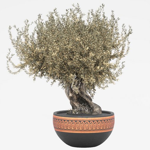 olive tree in pot 3d model Download Maxve