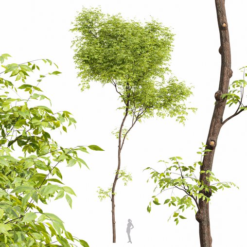 Real tree ulmus changii 3d model Download Maxve