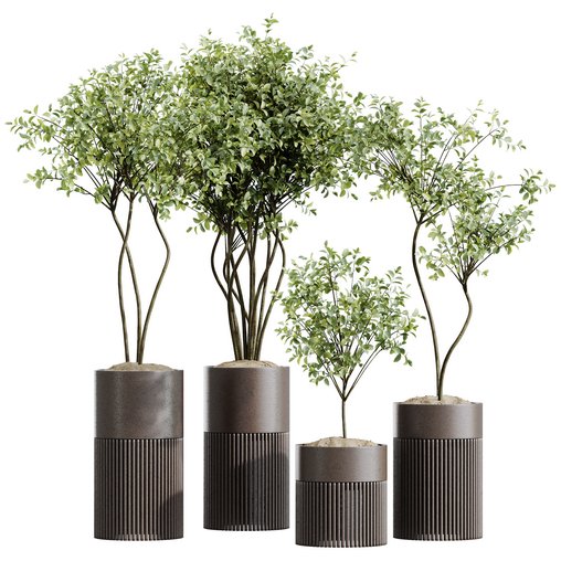 HQ HousePlants Beech Olea Europaea Olive Eucalyptu Joyplants Mini Fig Set04 3d model Download Maxve