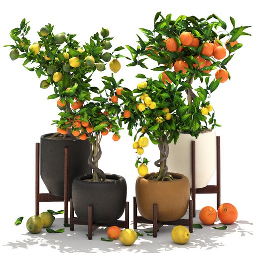 Collection of plants 002 lemons and oranges trees 3d model Download Maxve