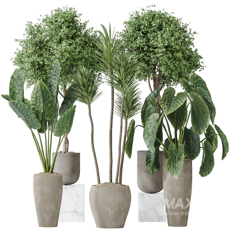 Indoor plants set 120 Cunjevoi Alocasia Jardin Brisbanensis and Mission Kalamata Olive