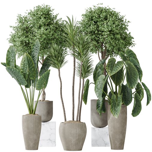 Indoor plants set 120 Cunjevoi Alocasia Jardin Brisbanensis and Mission Kalamata Olive 3d model Download Maxve