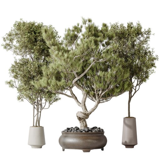 Indoor plants set 117 Bonsai Pinus Pentaphylla Thunbergii and Mission Kalamata Wilsonii Olive 3d model Download Maxve