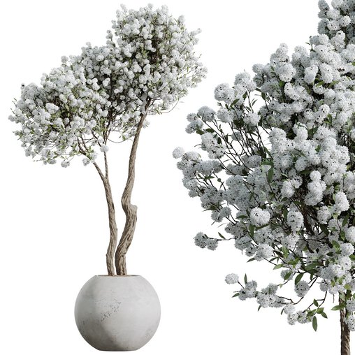 HQ HousePlants Tropez Planter Cherry Blossom Decorative Tree02 3d model Download Maxve