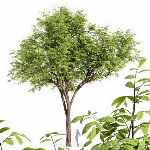 Real tree quercus serrata 3d model Download Maxve