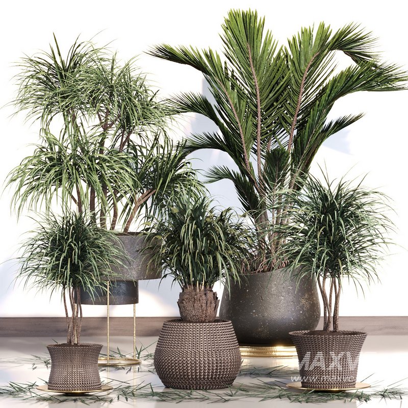 PALM PLANT SET 02