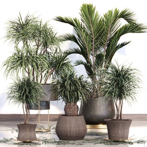 PALM PLANT SET 02 3d model Download Maxve