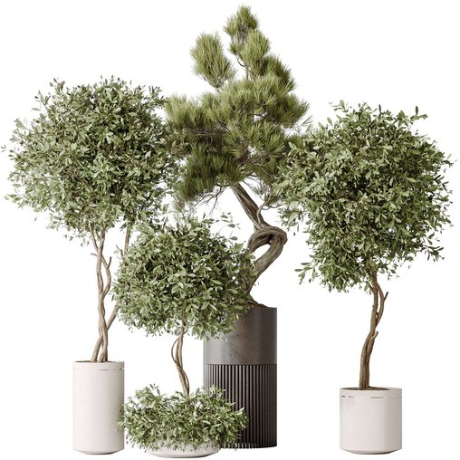 Indoor plants set 118 Bonsai Pinus Pentaphylla Thunbergii and Olive 3d model Download Maxve