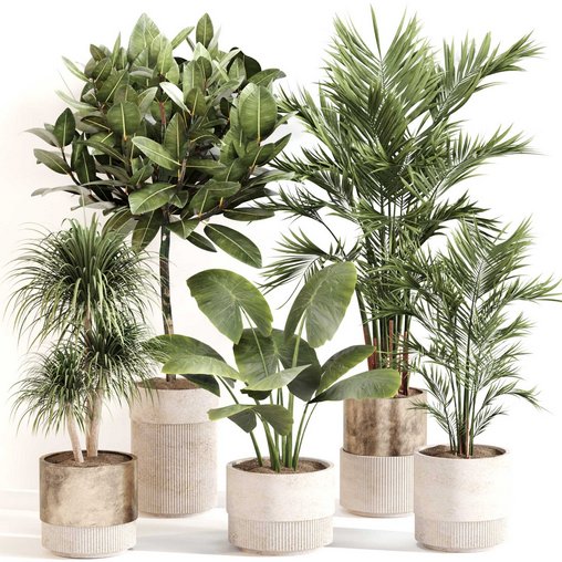 Indoor Plant Set 0107 3d model Download Maxve