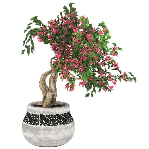 pot of bougainvillea tree 3d model Download Maxve