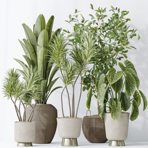 Indoor plants set 114 Spineless Yucca and Ravenala Banana Strelitzia 3d model Download Maxve