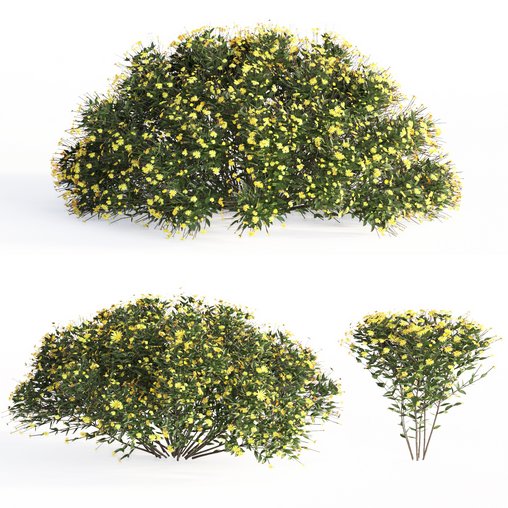 bush garden Chrysactinia mexicana 3d model Download Maxve