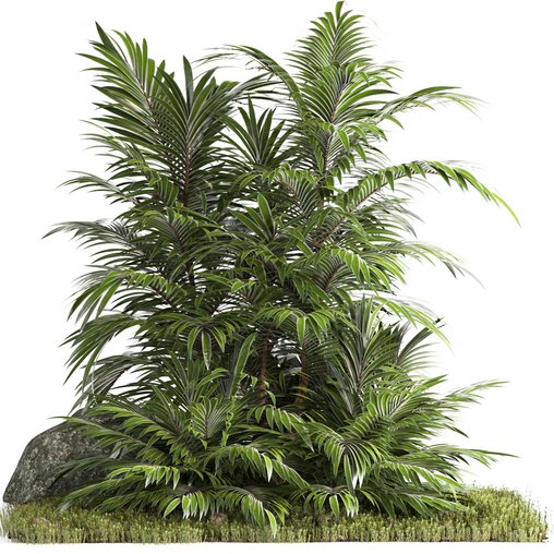 outdoor garden tree plant014 palm tree 3d model Download Maxve