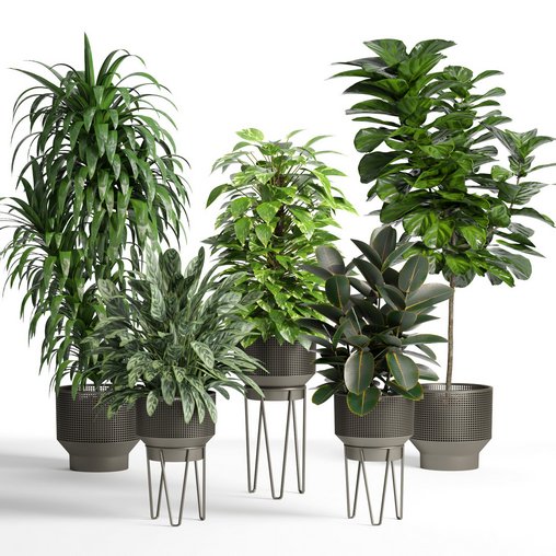 indoor plant set005 collection 3d model Download Maxve