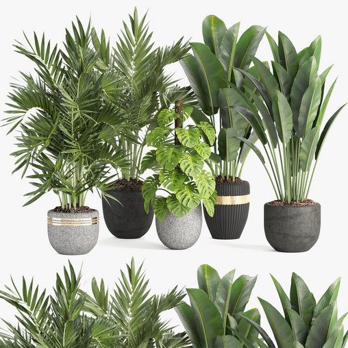 indoor plant set007 collection 3d model Download Maxve