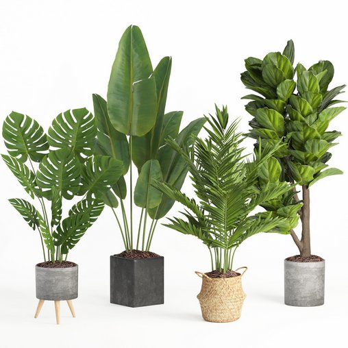 indoor plant set009 collection 3d model Download Maxve