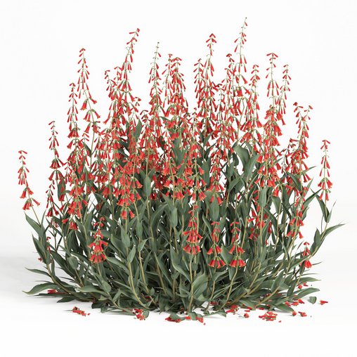 outdoor plant004 Firecracker Penstemon plant 3d model Download Maxve