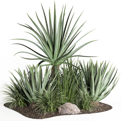 outdoor plant003 Aloevera Agave MacDougalii bush collection plant garden 3d model Download Maxve