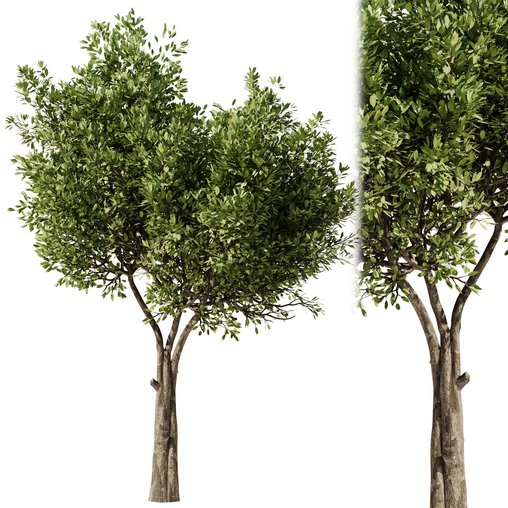 Olive Tree Set24 3d model Download Maxve