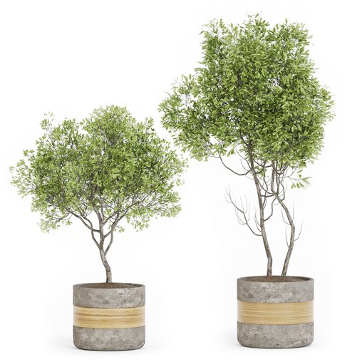 Indoor Plant Set 06 3d model Download Maxve