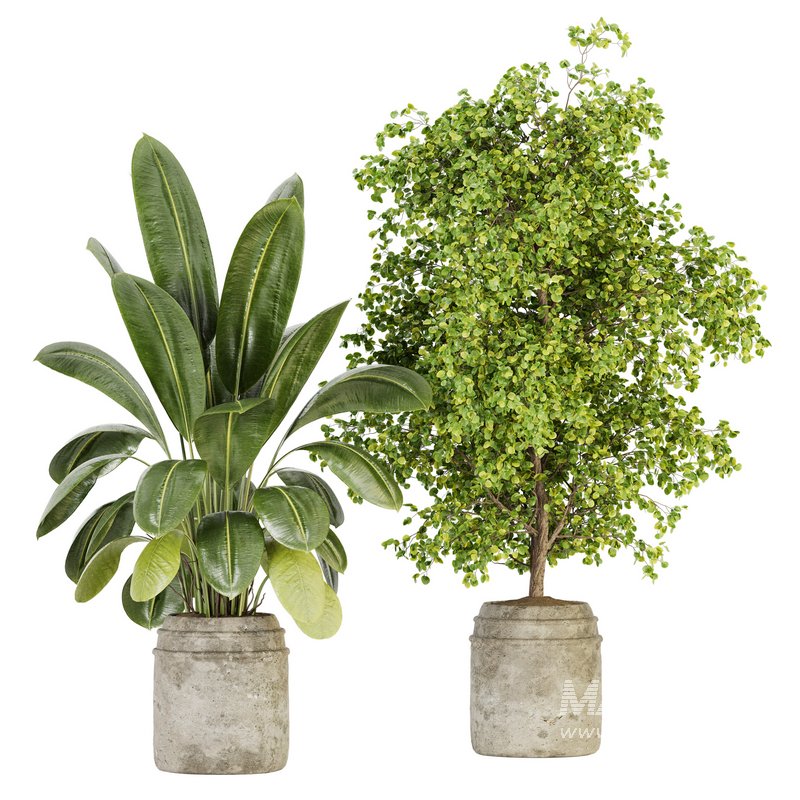 Indoor Plant Set 024