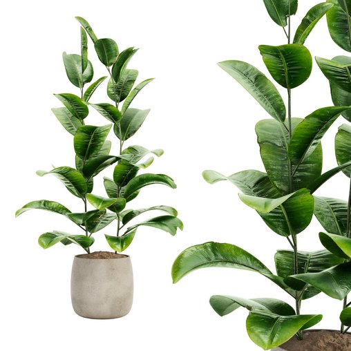 Indoor Plant Set 017 3d model Download Maxve