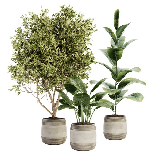 Indoor Plant Set 021 3d model Download Maxve