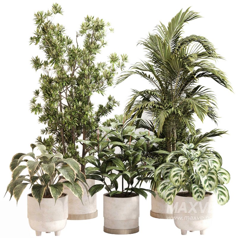 Indoor Plant Set 0116