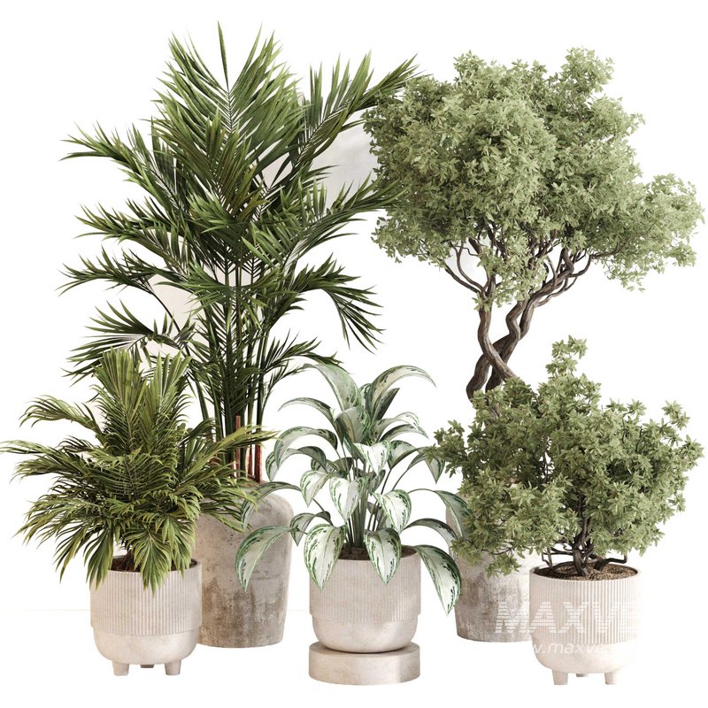 Indoor Plant Set 0123