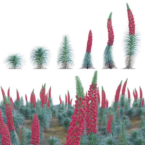 Echium wildpretii - Tower of Jewels 3d model Download Maxve