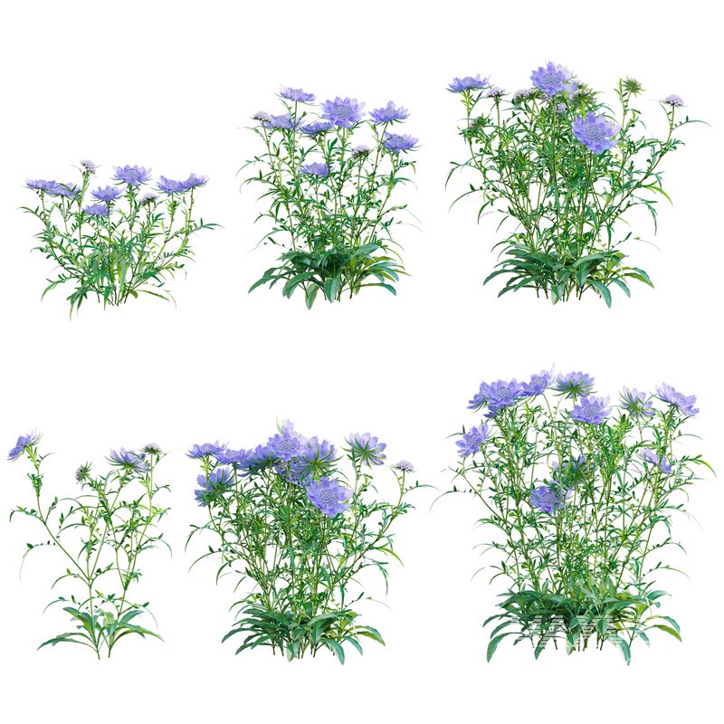 Scabiosa Flower – Pincushion Flower